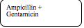 Rounded Rectangle: Ampicillin + Gentamicin